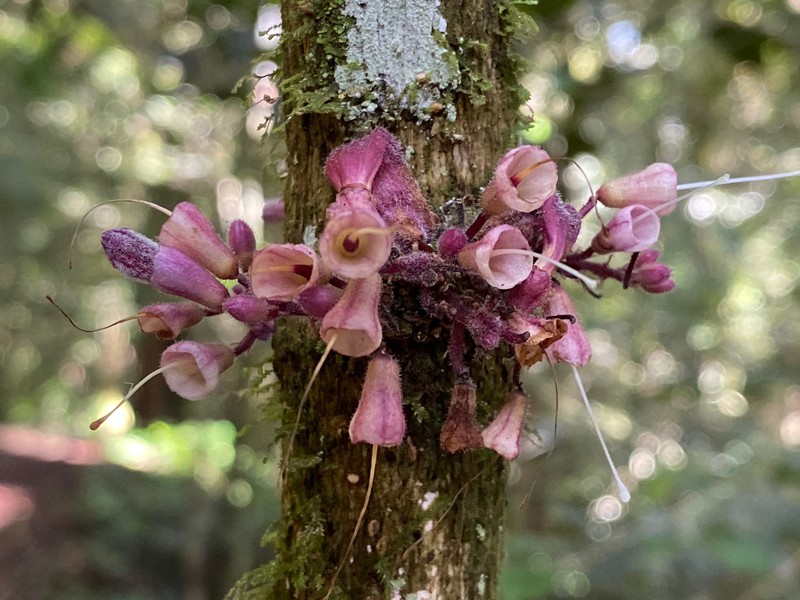 Colea pauciflora photo 2