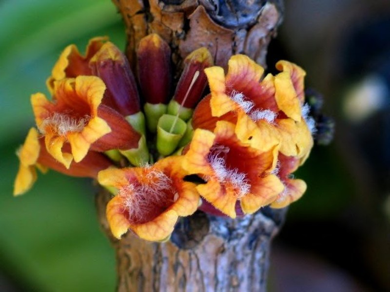 Colea ratovosonii