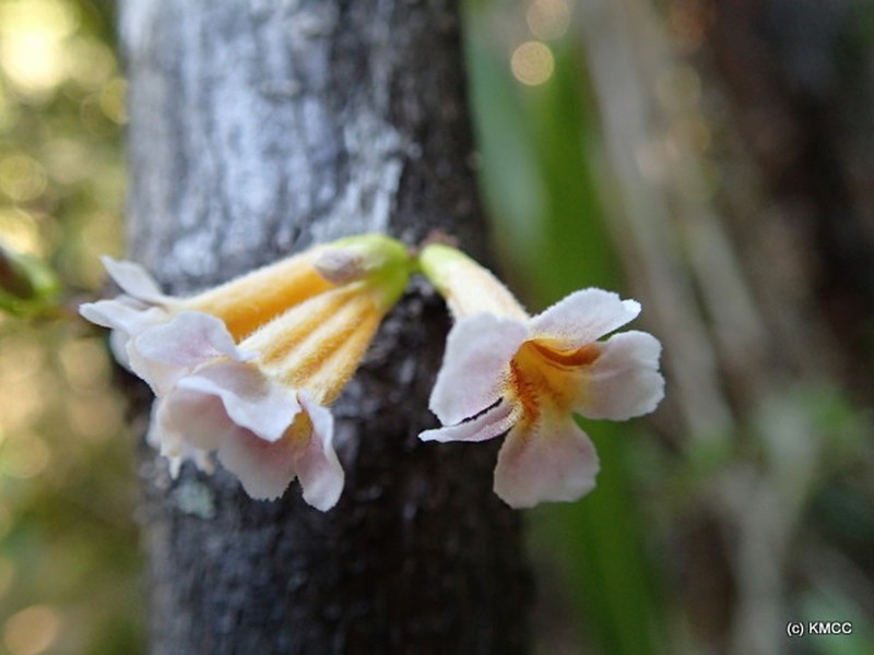 Colea velutina
