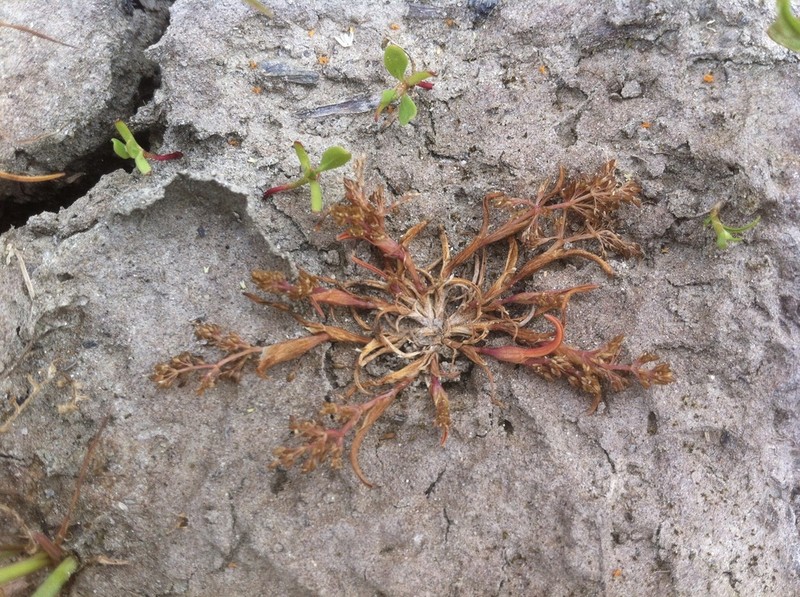 Mossgrass