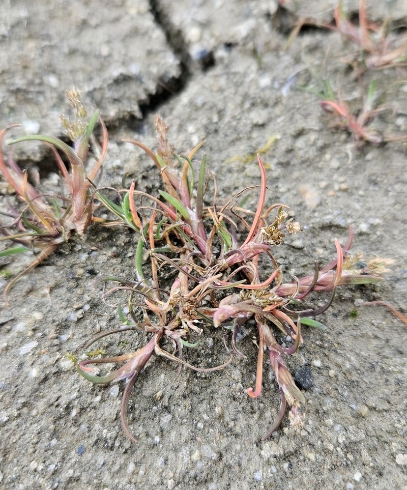 Mossgrass photo 2