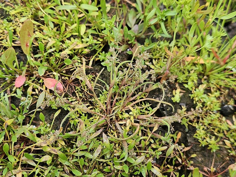 Mossgrass photo 3