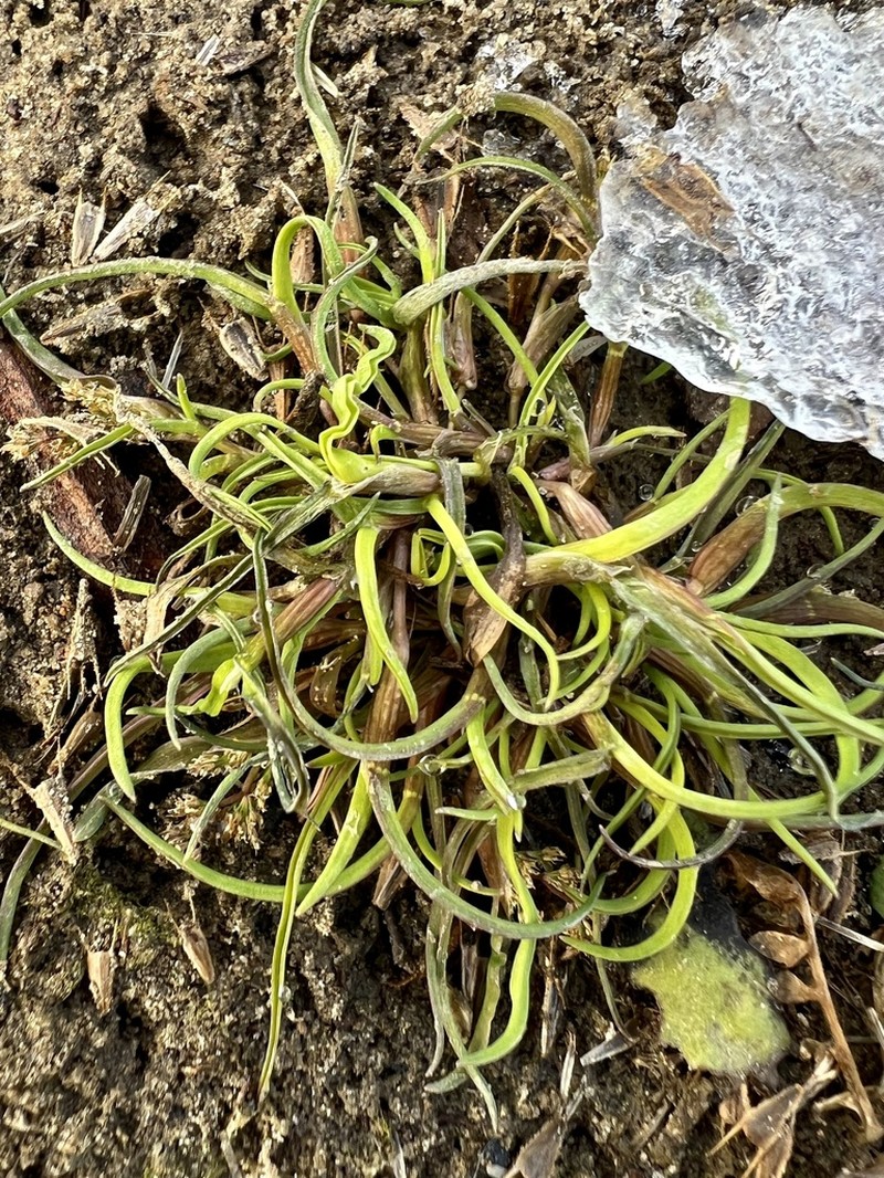 Mossgrass photo 4