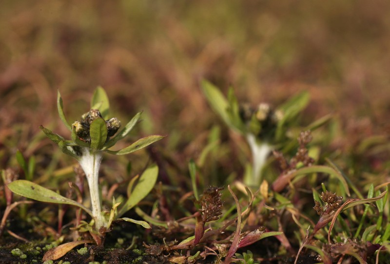 Mossgrass photo 5