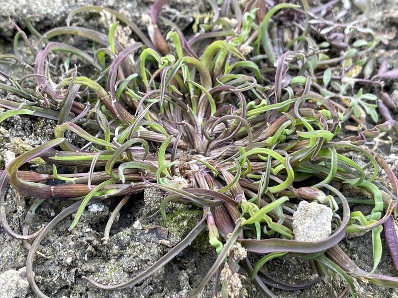 Mossgrass photo 6