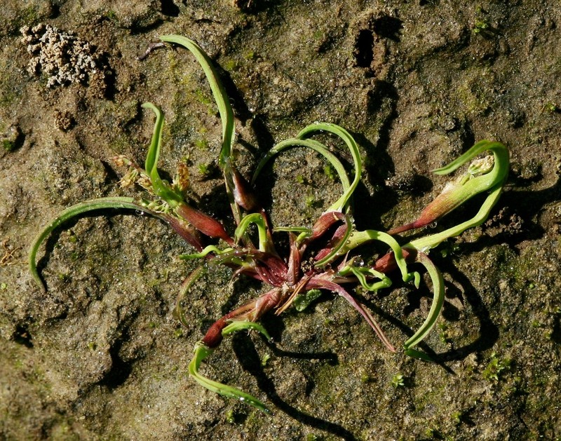 Mossgrass photo 7