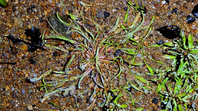 Mossgrass photo 8