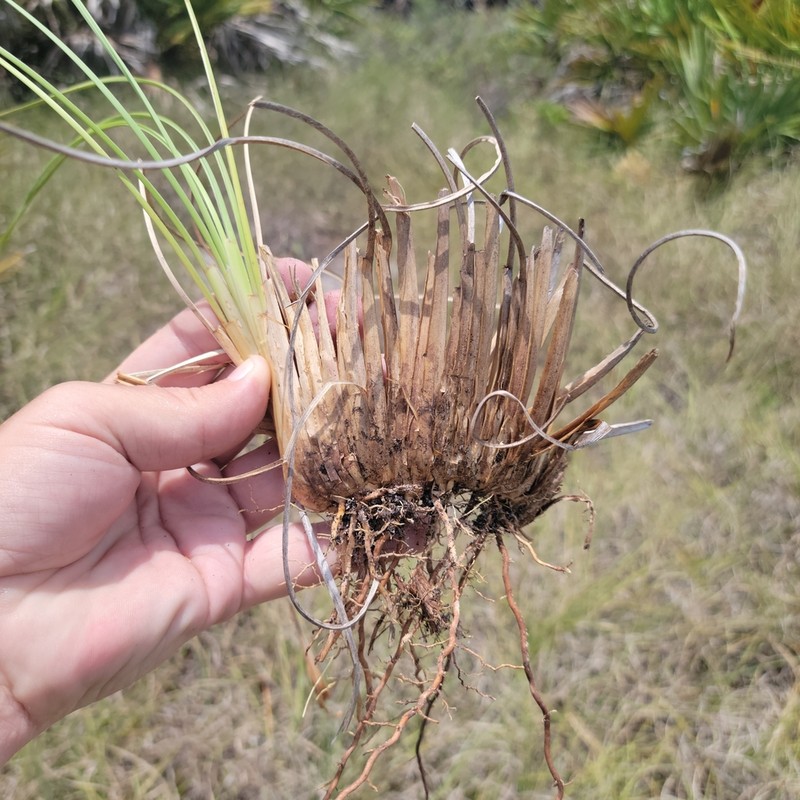 Cutthroat Grass