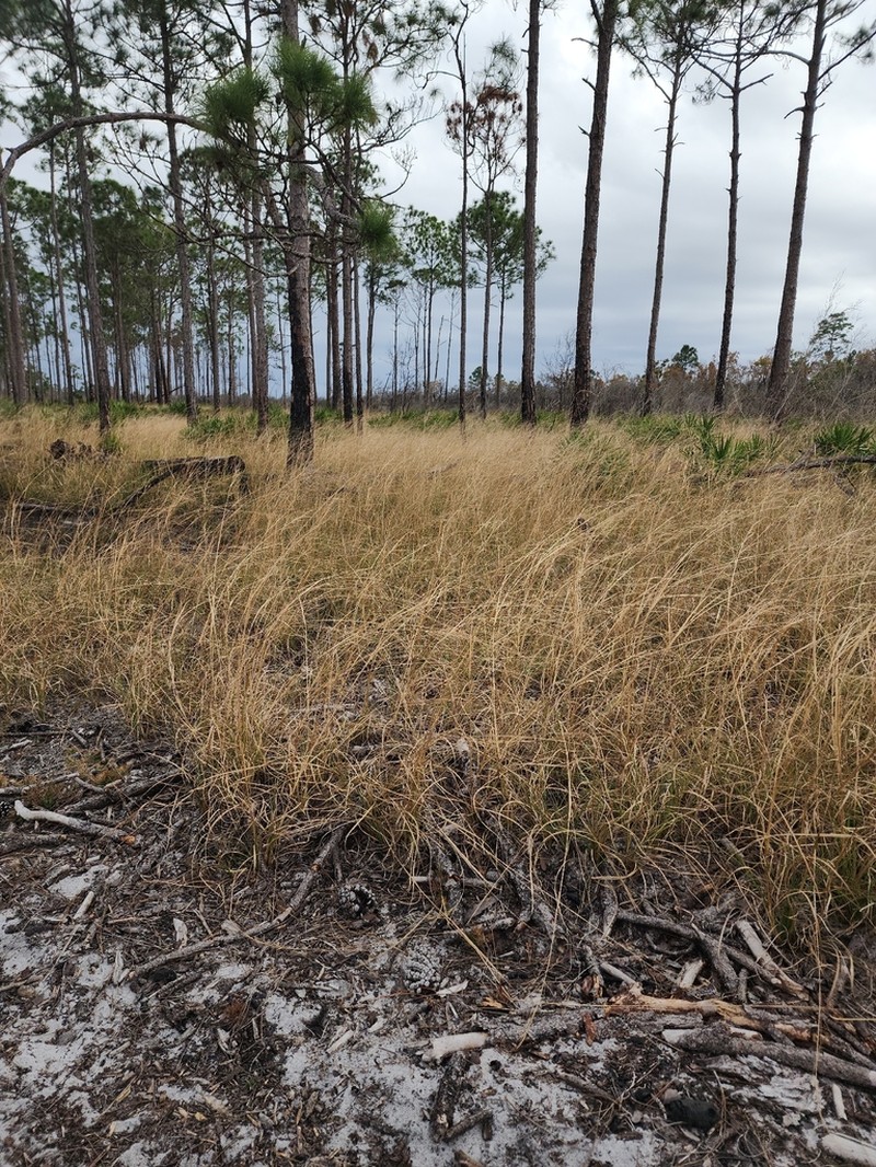 Cutthroat Grass photo 2