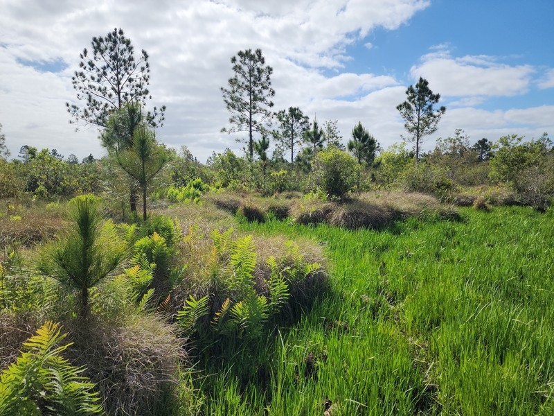 Cutthroat Grass photo 3