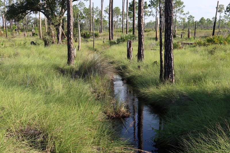 Cutthroat Grass photo 4
