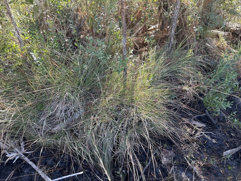 Cutthroat Grass photo 6