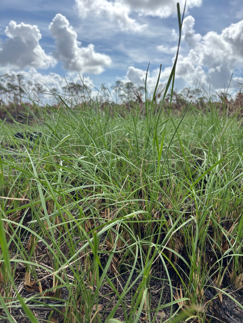 Cutthroat Grass photo 7