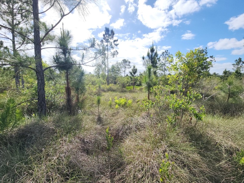 Cutthroat Grass photo 8