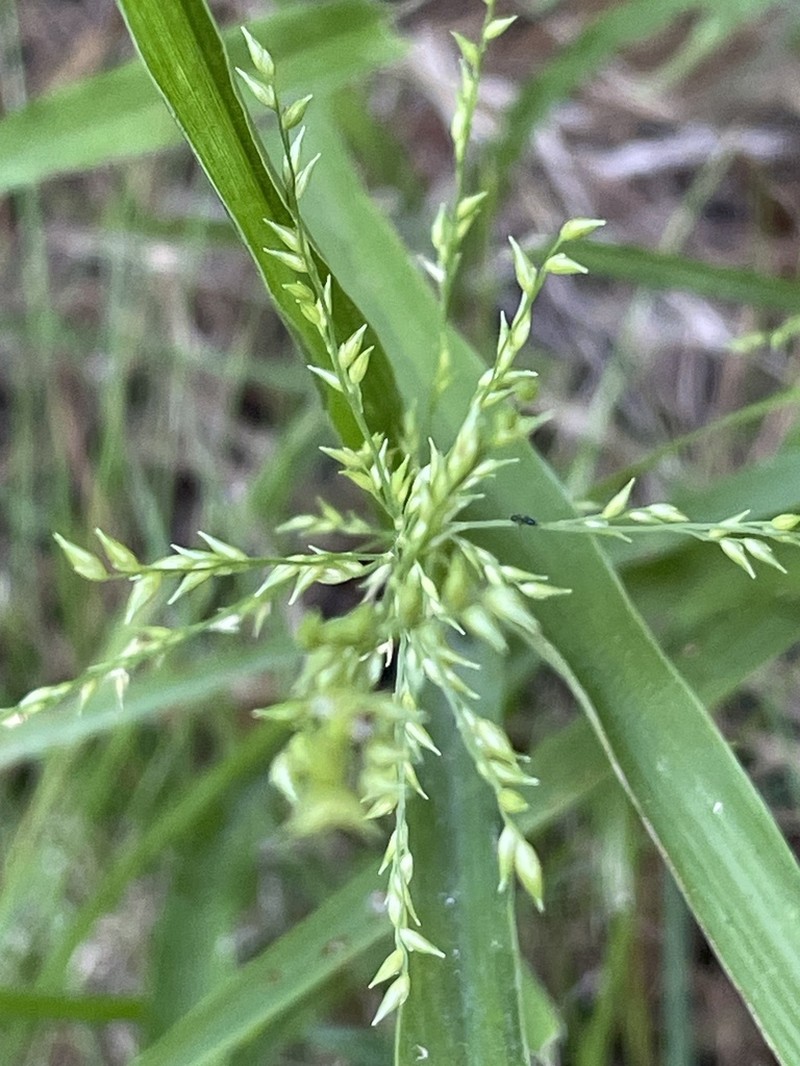 Beaked Panicgrass