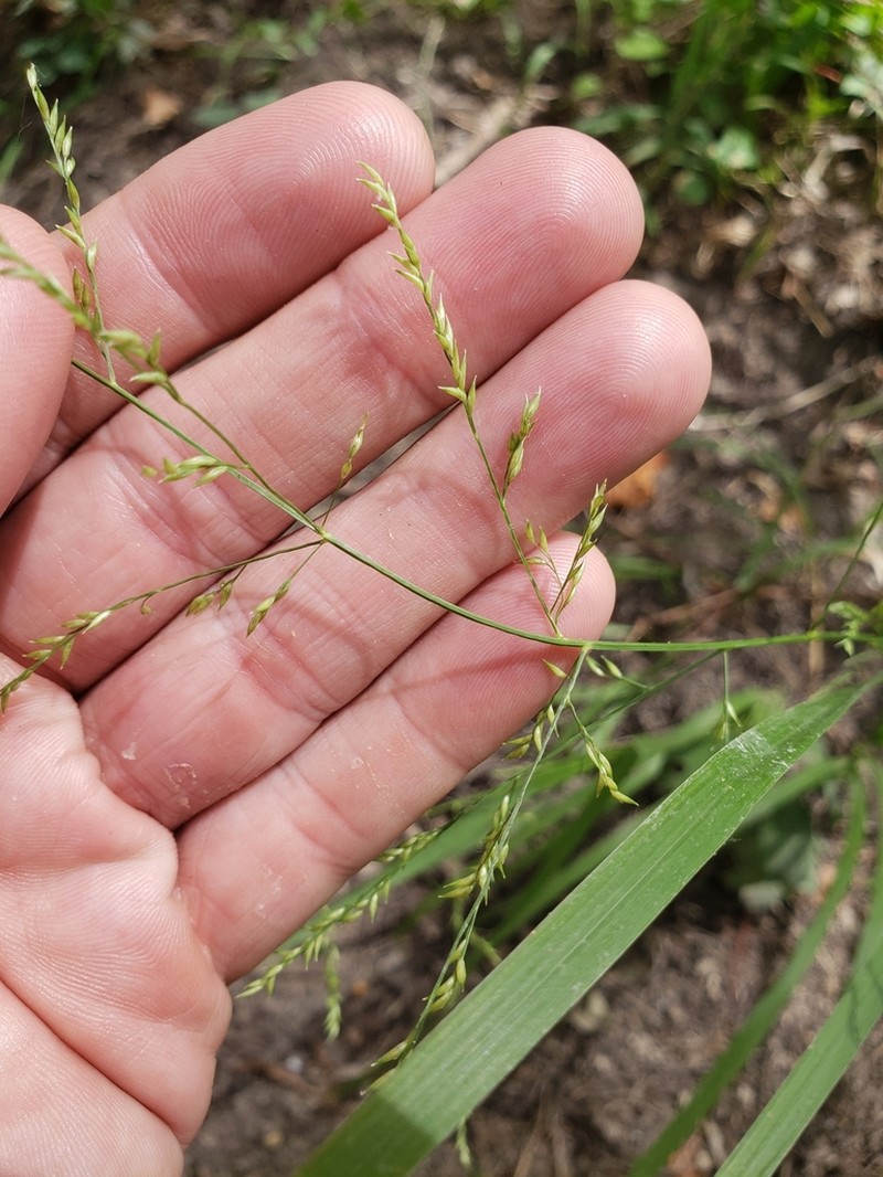 Beaked Panicgrass photo 2