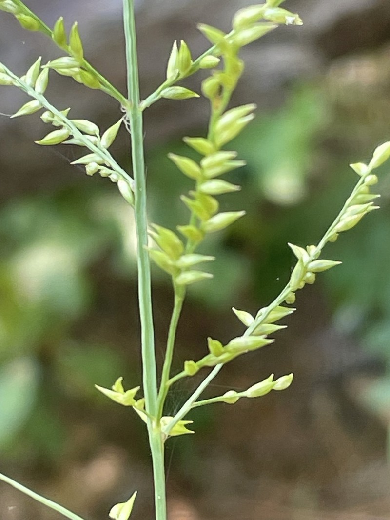 Beaked Panicgrass photo 3