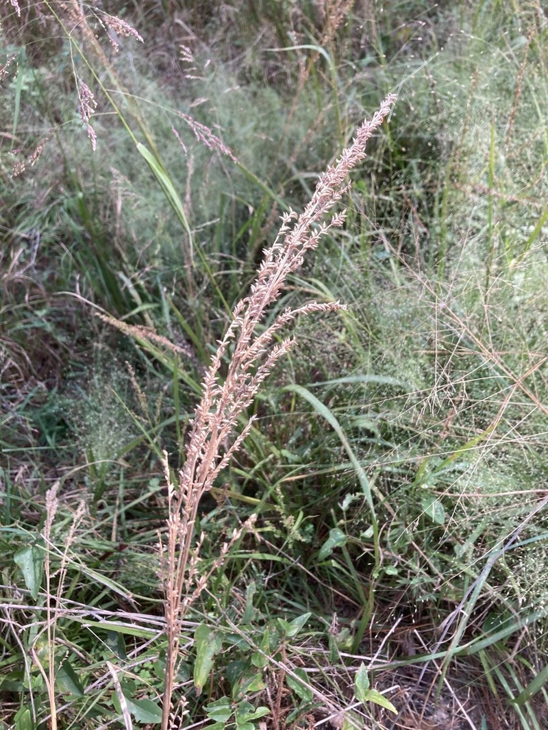 Beaked Panicgrass photo 4