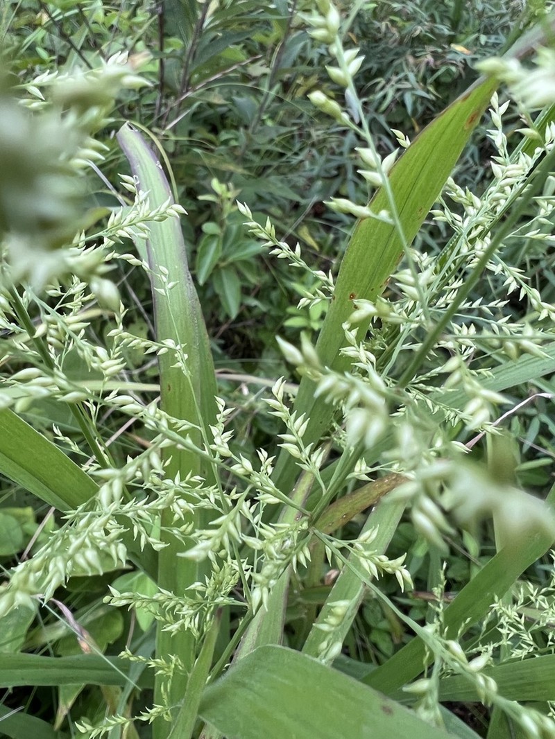 Beaked Panicgrass photo 5