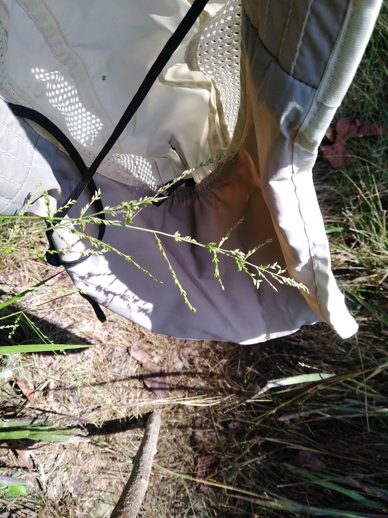Beaked Panicgrass photo 6
