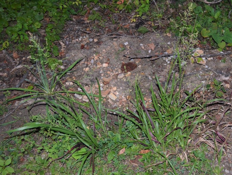 Beaked Panicgrass photo 7