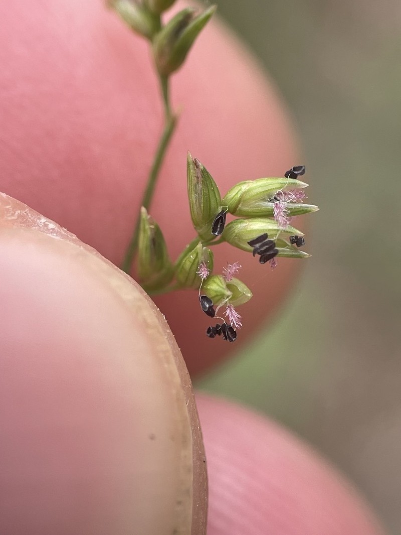 Beaked Panicgrass photo 8