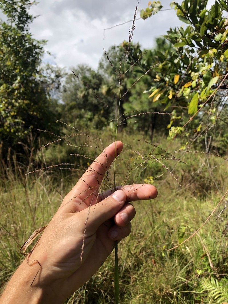 Coleataenia longifolia