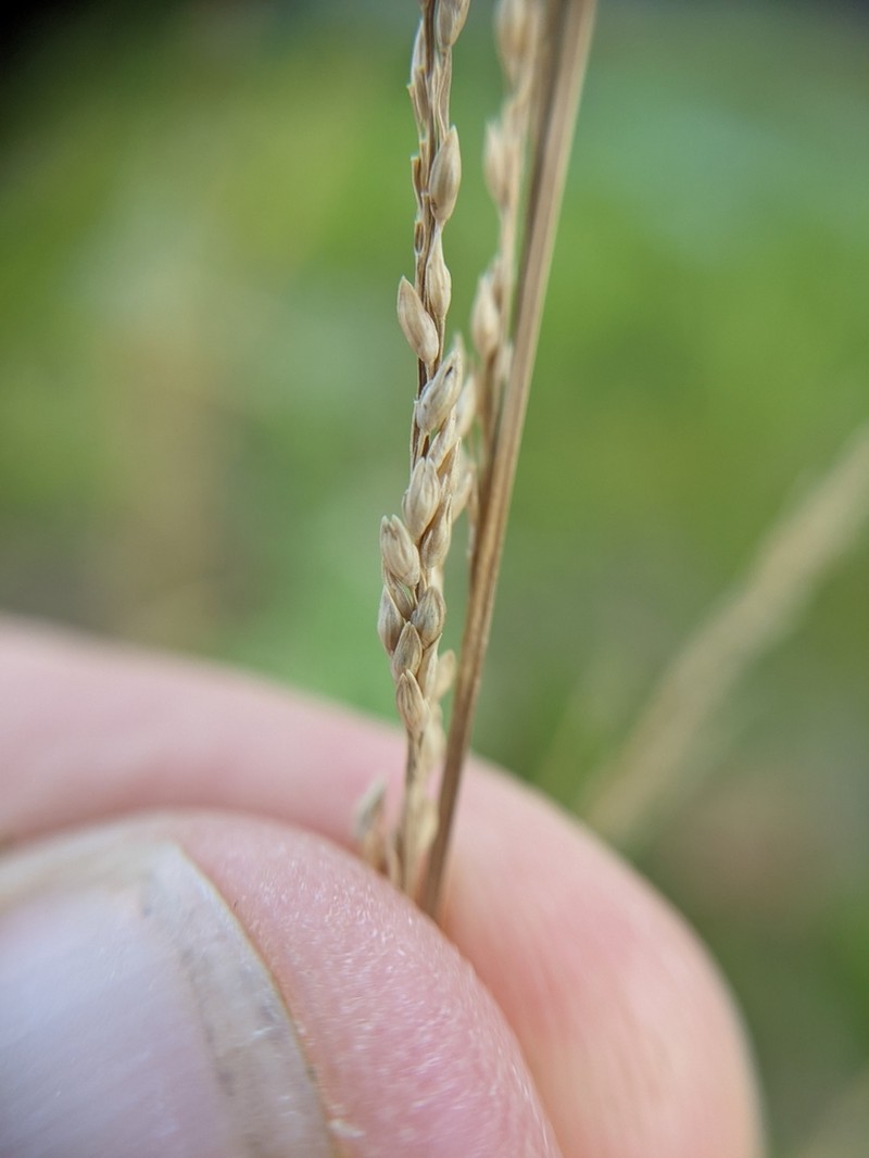 Coleataenia longifolia photo 2