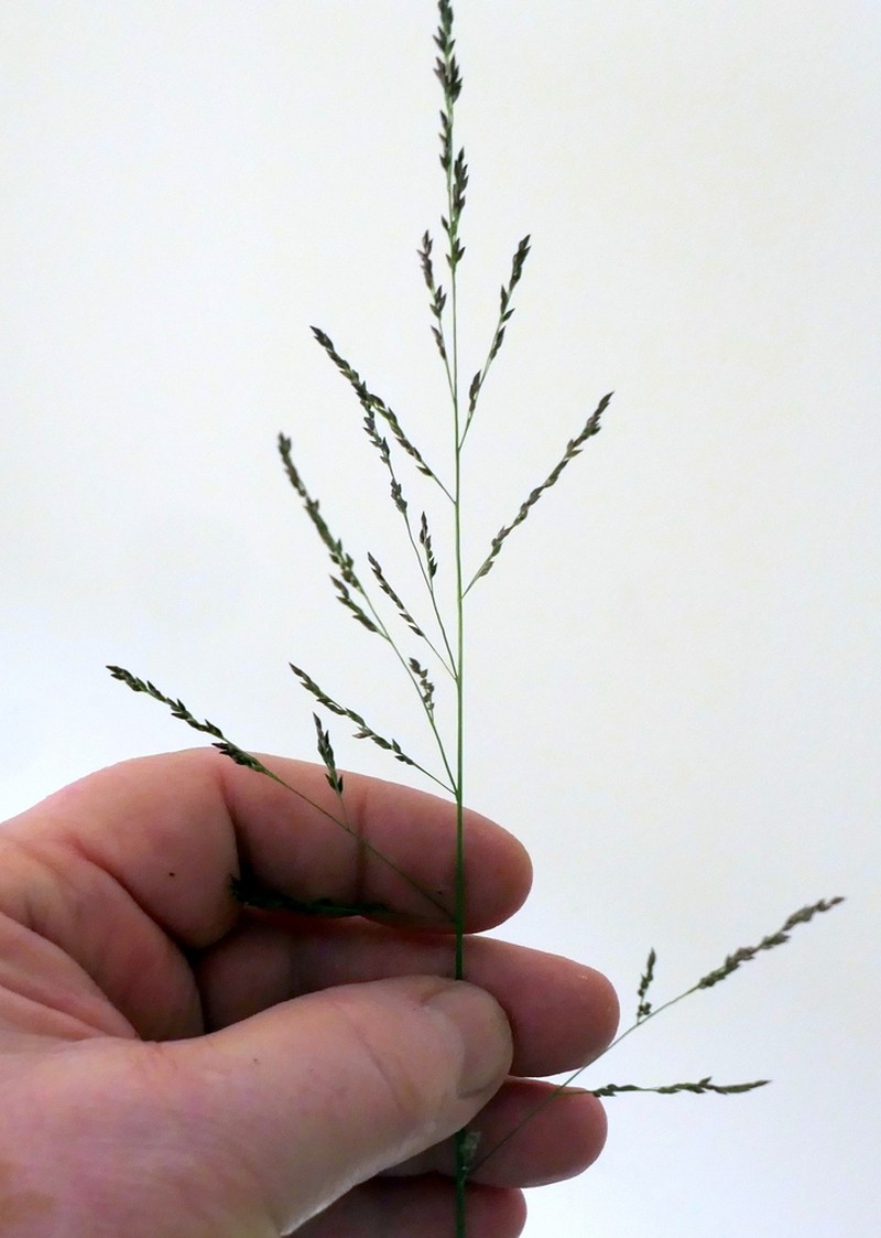 Coleataenia longifolia photo 3