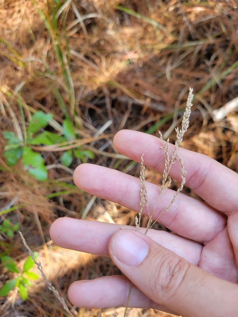 Coleataenia longifolia photo 4
