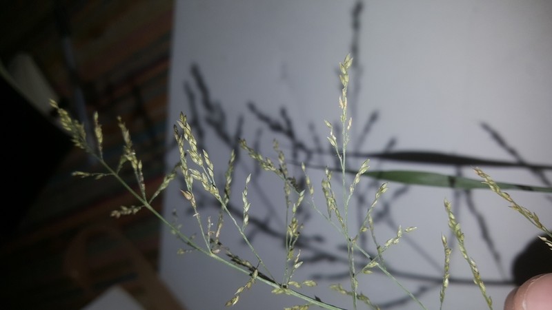 Coleataenia longifolia photo 5