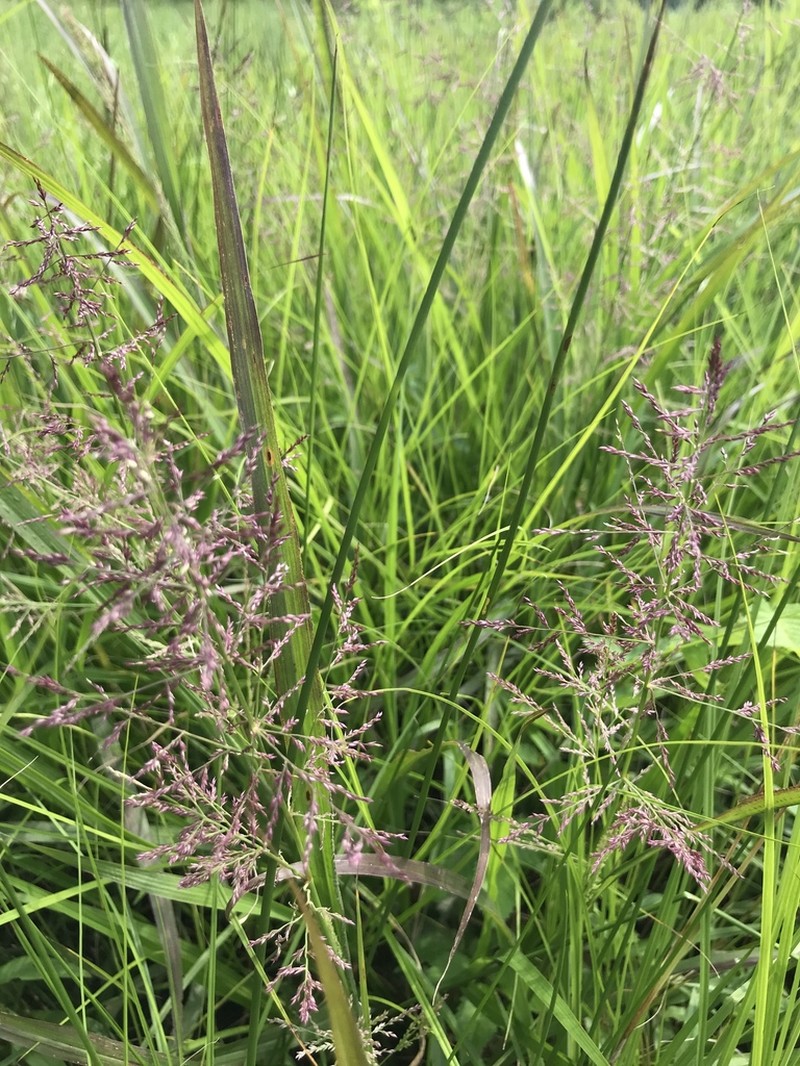 Coleataenia longifolia photo 7