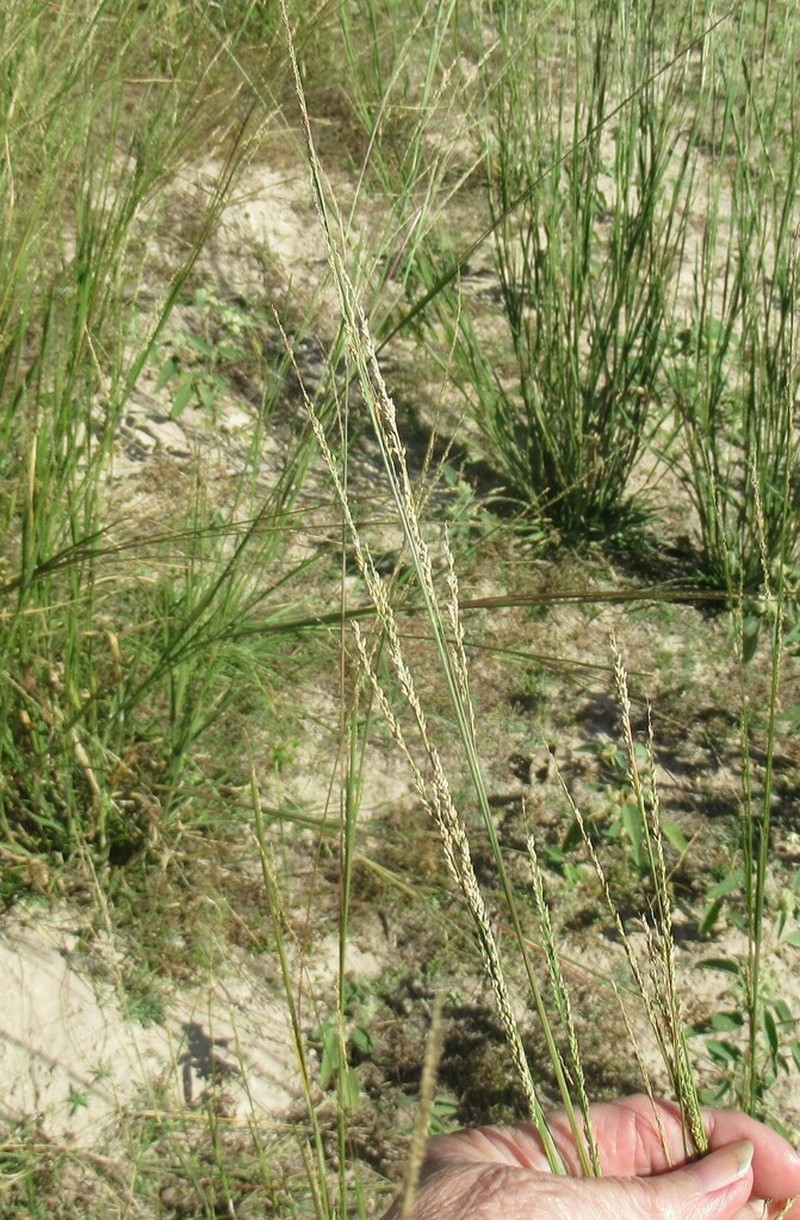 Coleataenia longifolia photo 8