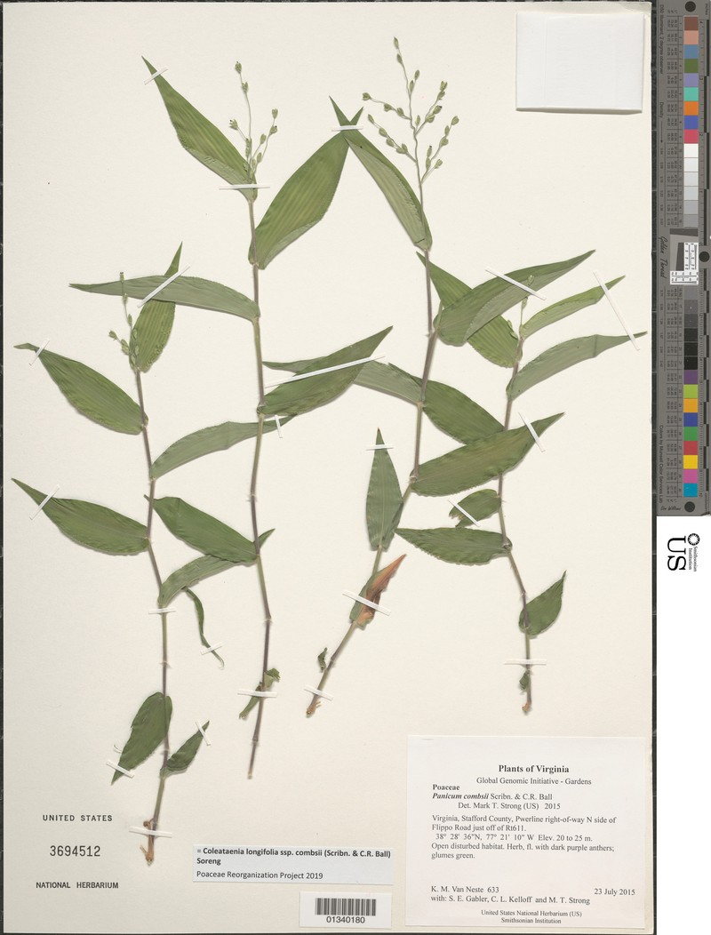 Coleataenia longifolia subsp. combsii