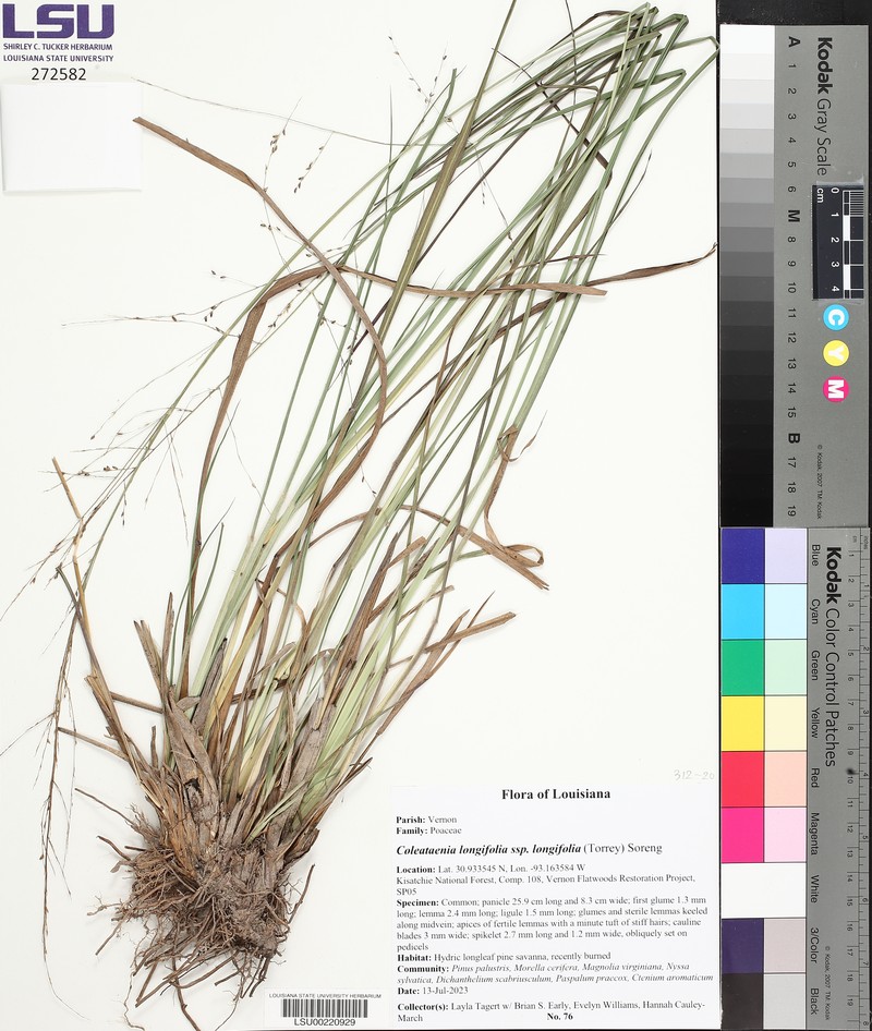 Coleataenia longifolia subsp. longifolia photo 3