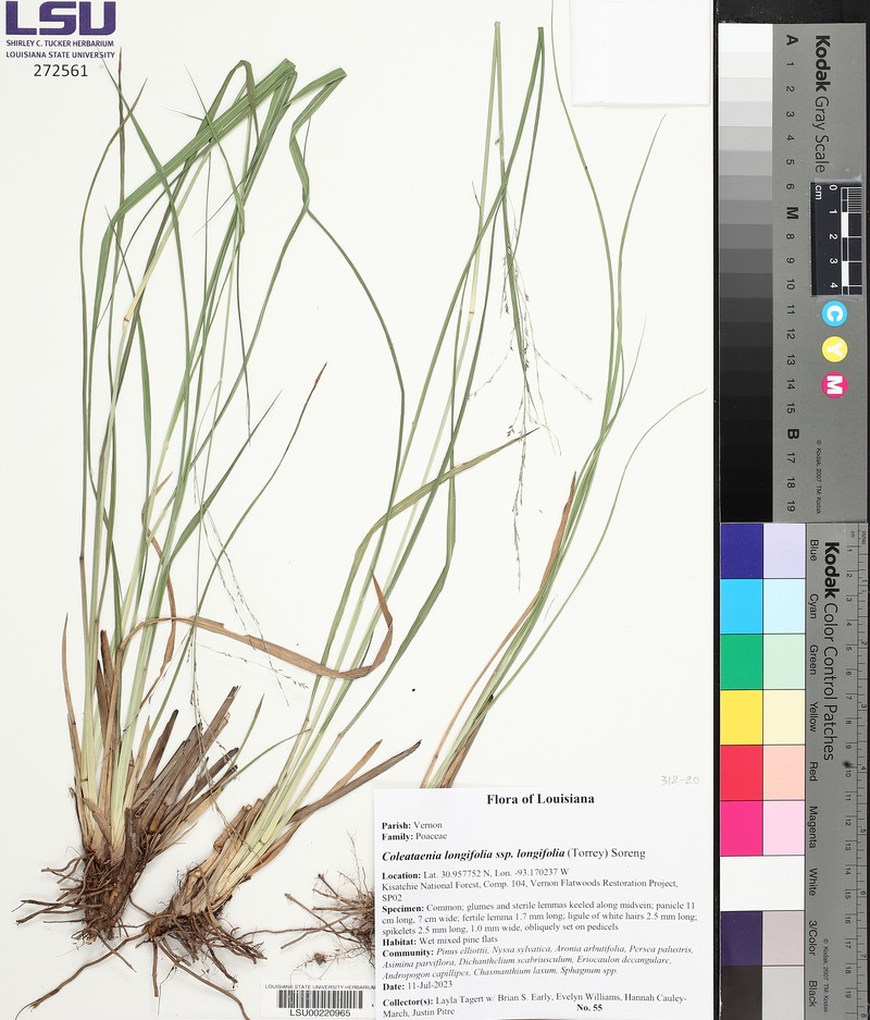 Coleataenia longifolia subsp. longifolia photo 4