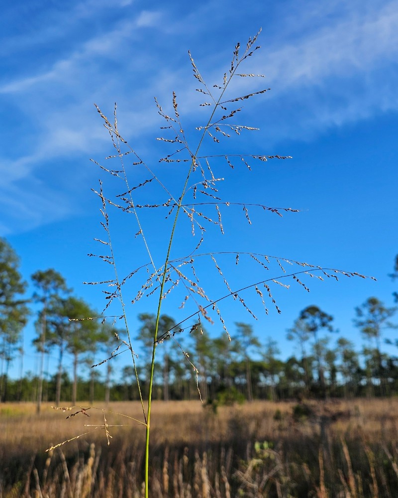 Coleataenia longifolia subsp. longifolia