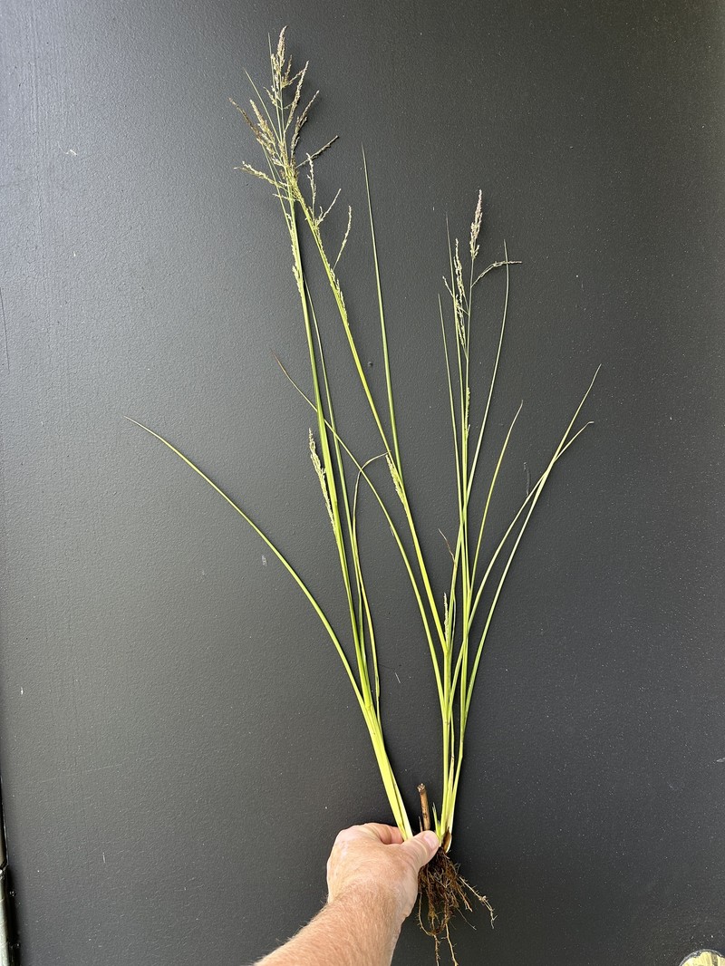 Coleataenia longifolia subsp. longifolia photo 2