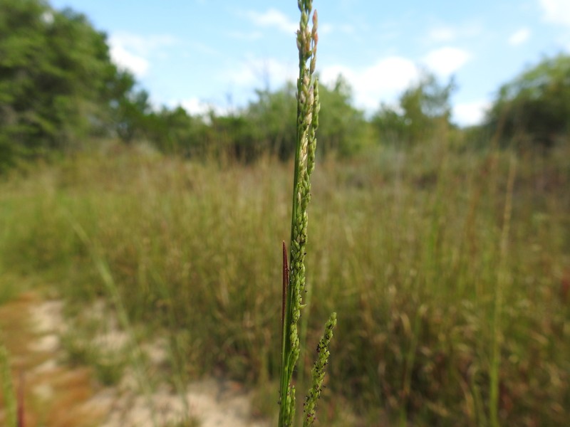 Coleataenia longifolia subsp. longifolia photo 3