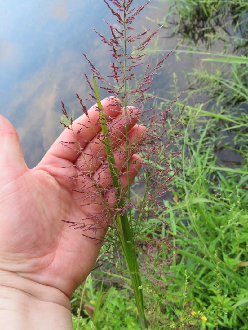 Coleataenia pulchra
