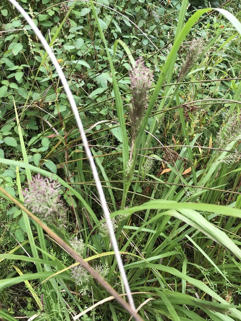 Coleataenia pulchra photo 2