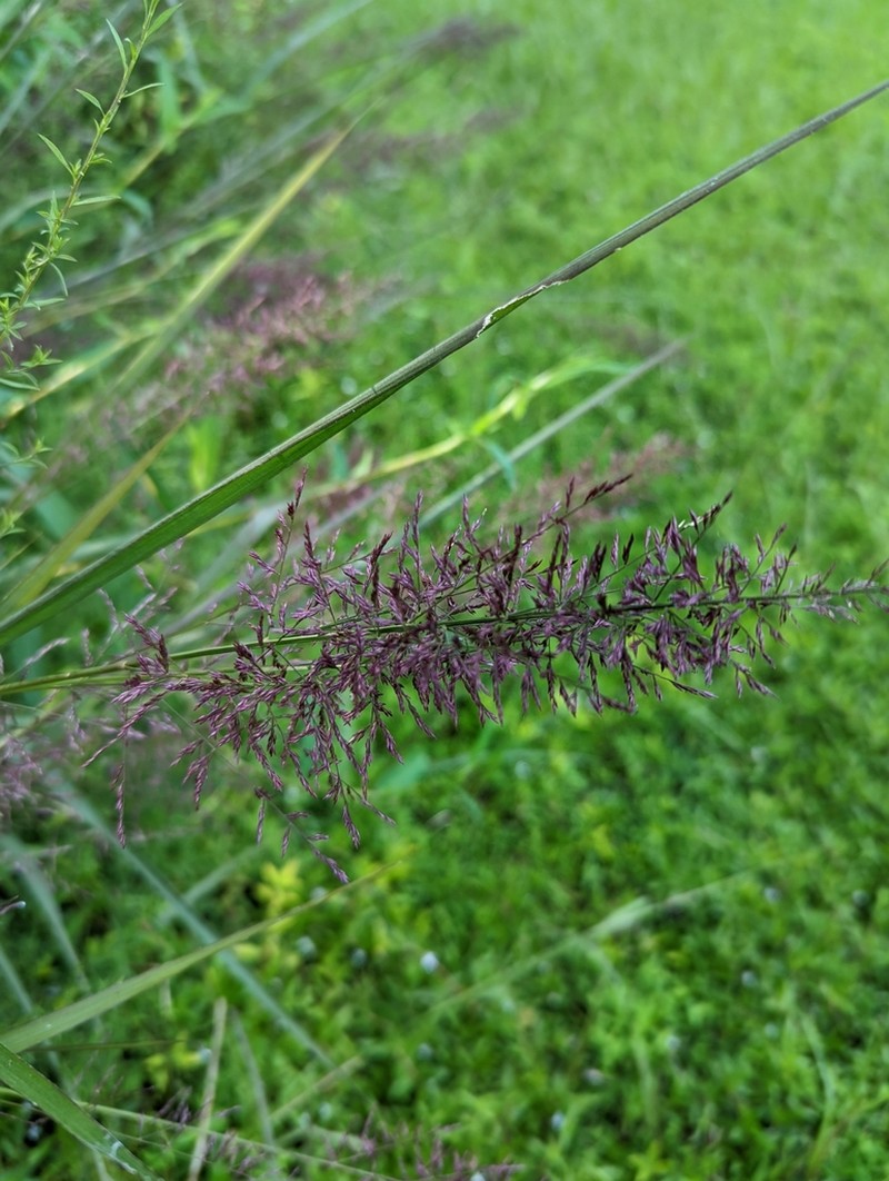 Coleataenia pulchra photo 4