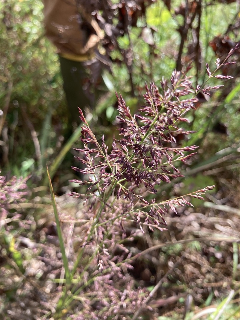 Coleataenia pulchra photo 8