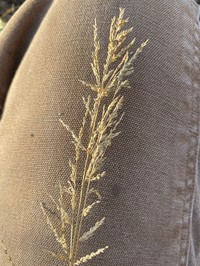 Redtop Panicgrass