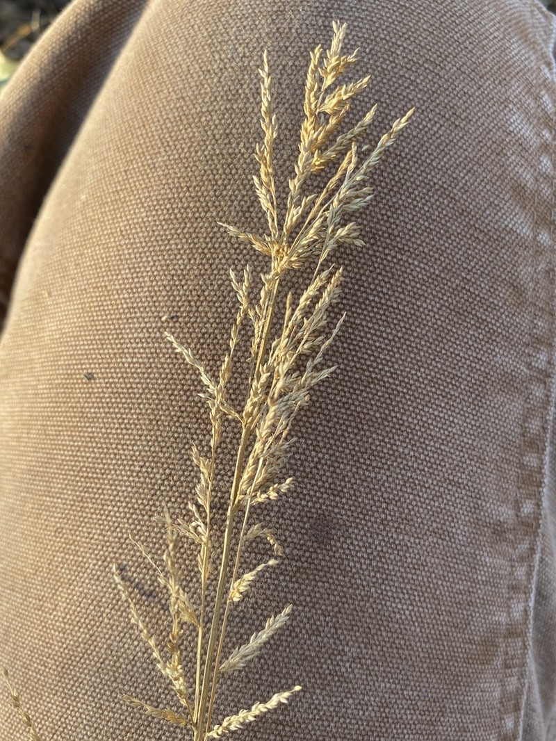 Redtop Panicgrass