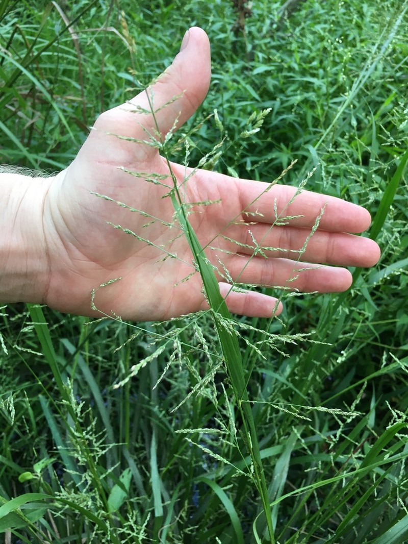Redtop Panicgrass photo 2