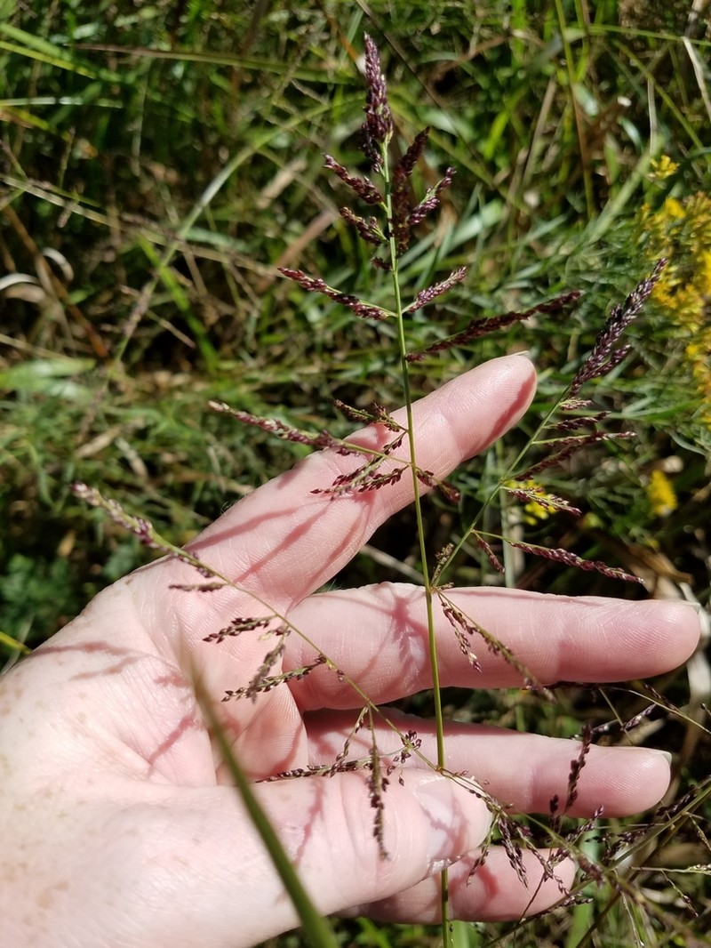 Redtop Panicgrass photo 3