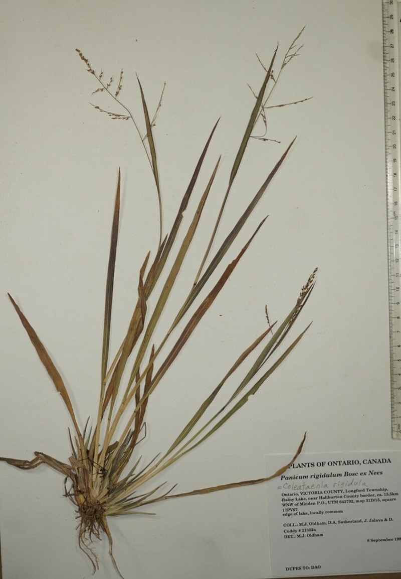 Redtop Panicgrass photo 4
