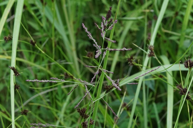 Redtop Panicgrass photo 5