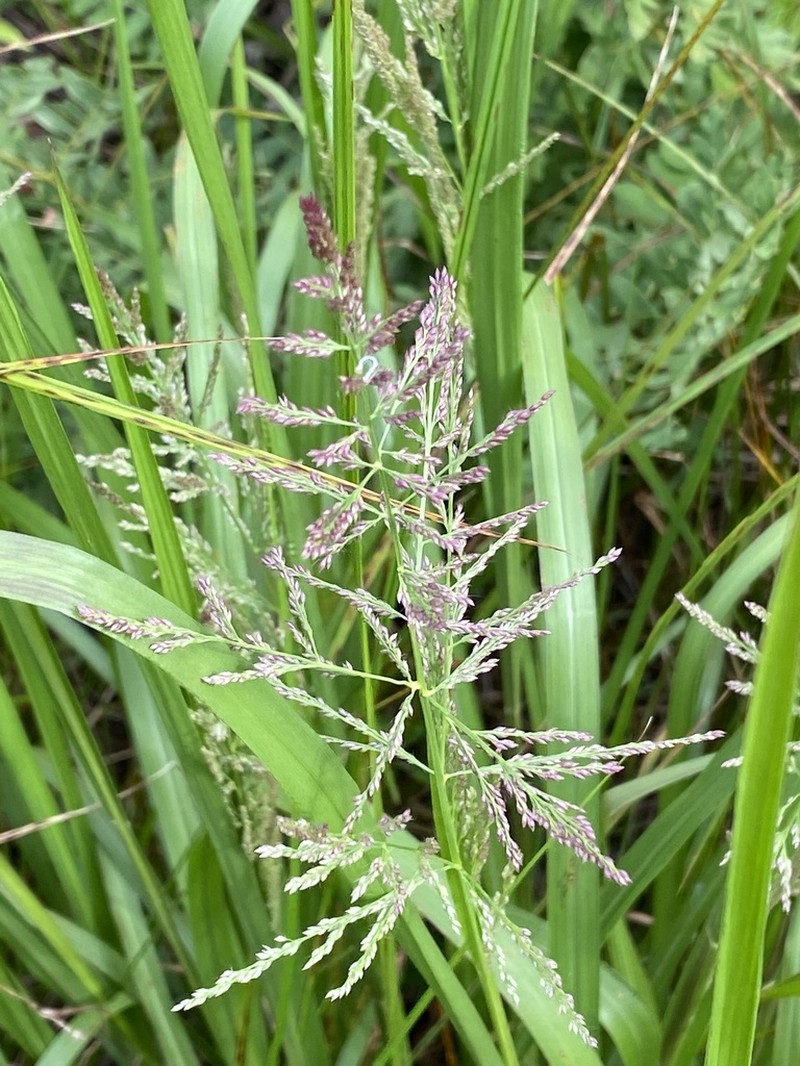 Redtop Panicgrass photo 6